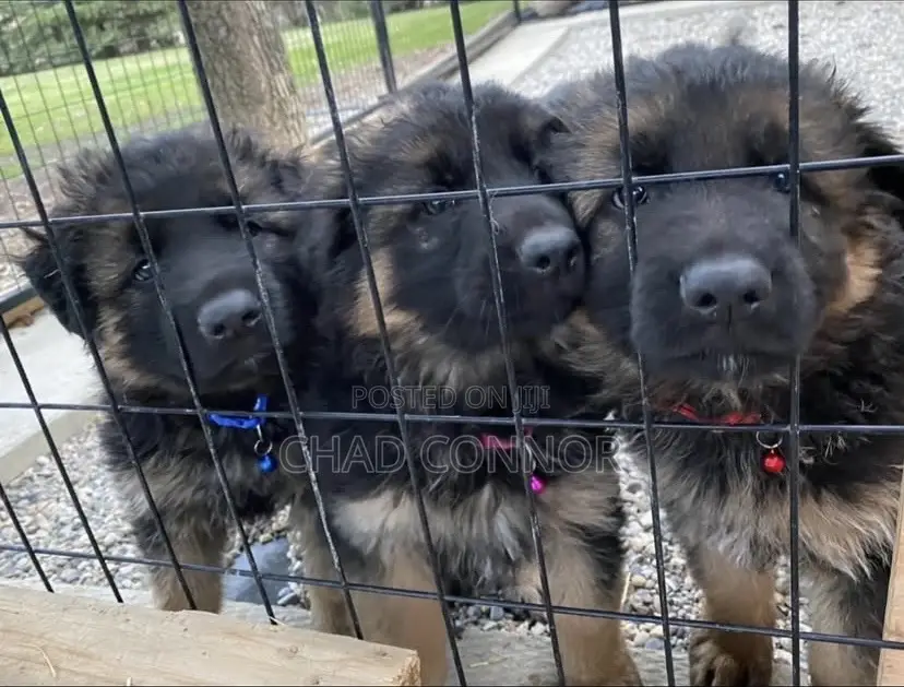 1-3 months Female Purebred German Shepherd