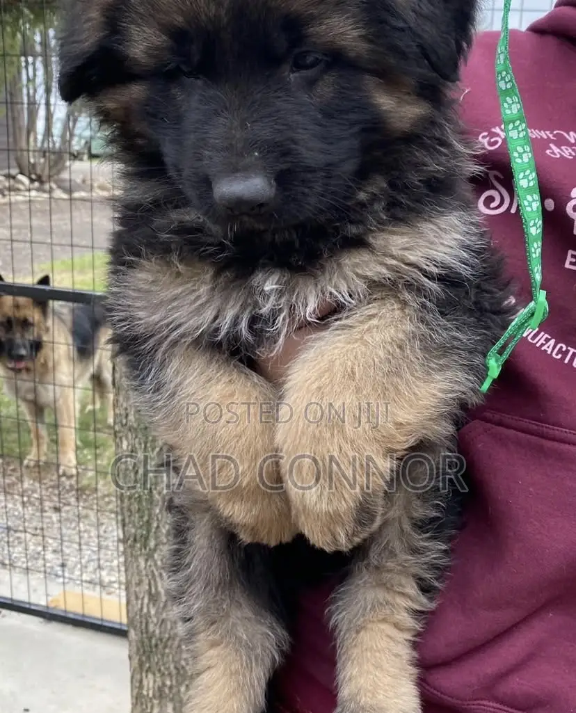 1-3 months Female Purebred German Shepherd