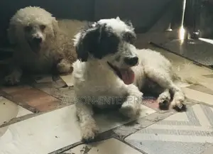 1+ year Male Purebred Poodle