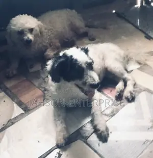 1+ year Male Purebred Poodle