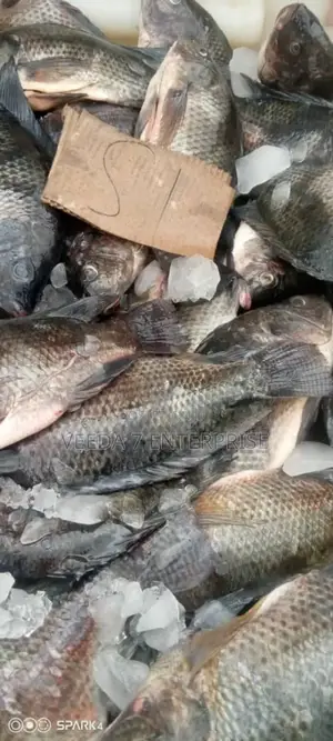 Fresh Tilapia Wholesale