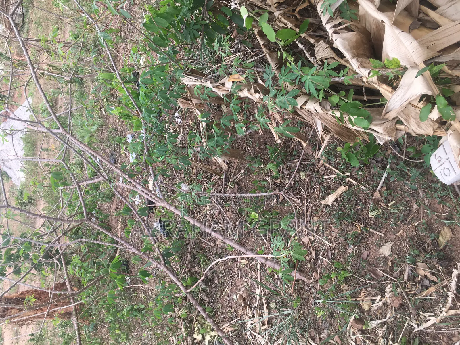 Plot of Land for Sale at Ejisu Edwinese