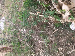Plot of Land for Sale at Ejisu Edwinese