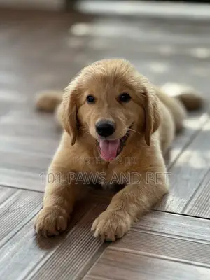 1-3 months Female Purebred Golden Retriever