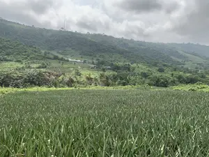 21 Acres of Land at Aburi Nkumkrom for Sale