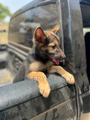 1-3 months Female Purebred German Shepherd