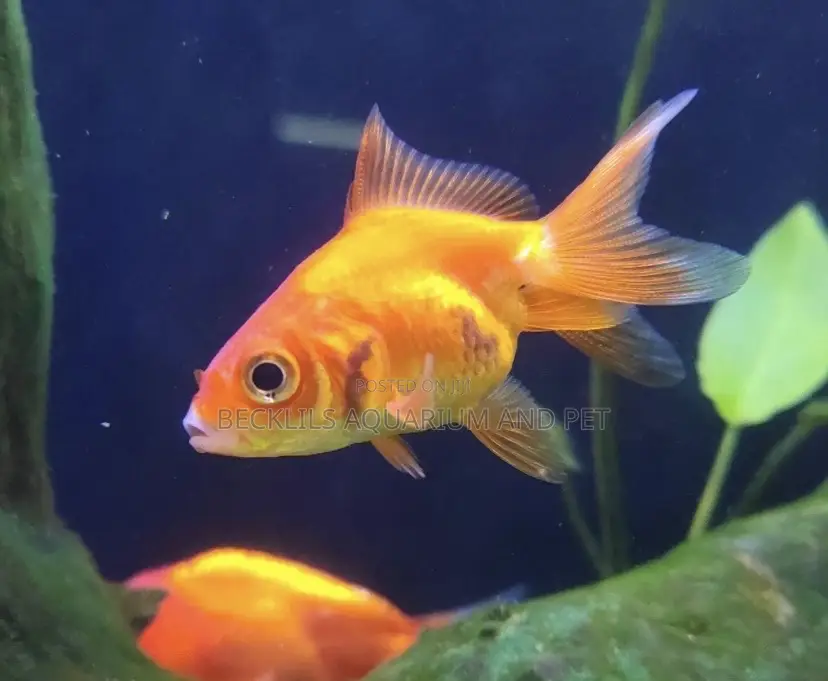 Double Tail Golden Fish