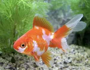 Double Tail Golden Fish