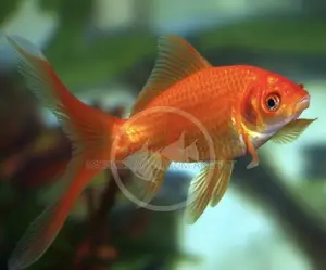 Comet Goldfish