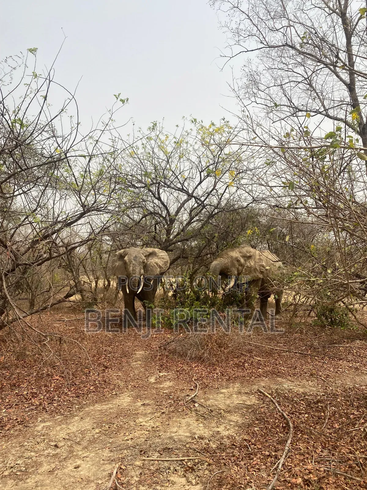 Tour To Mole National Park