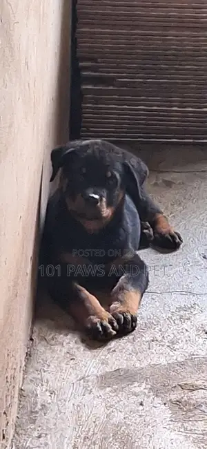 1-3 months Male Purebred Rottweiler