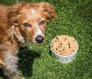 Dog Peanut Biscuits Treat