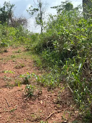 12 Plots of Land for Sale in Ejisu Besease