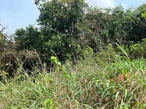 12 Plots of Land for Sale in Ejisu Besease