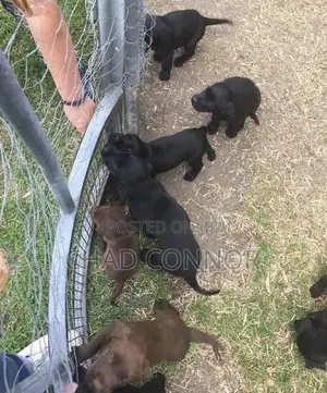 1-3 months Female Purebred Labrador Retriever