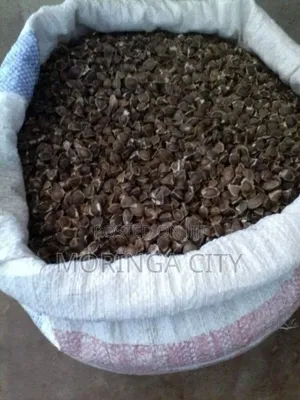 Moringa Oleifera Seeds