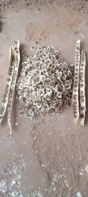 Moringa Seeds 2026 Harvest