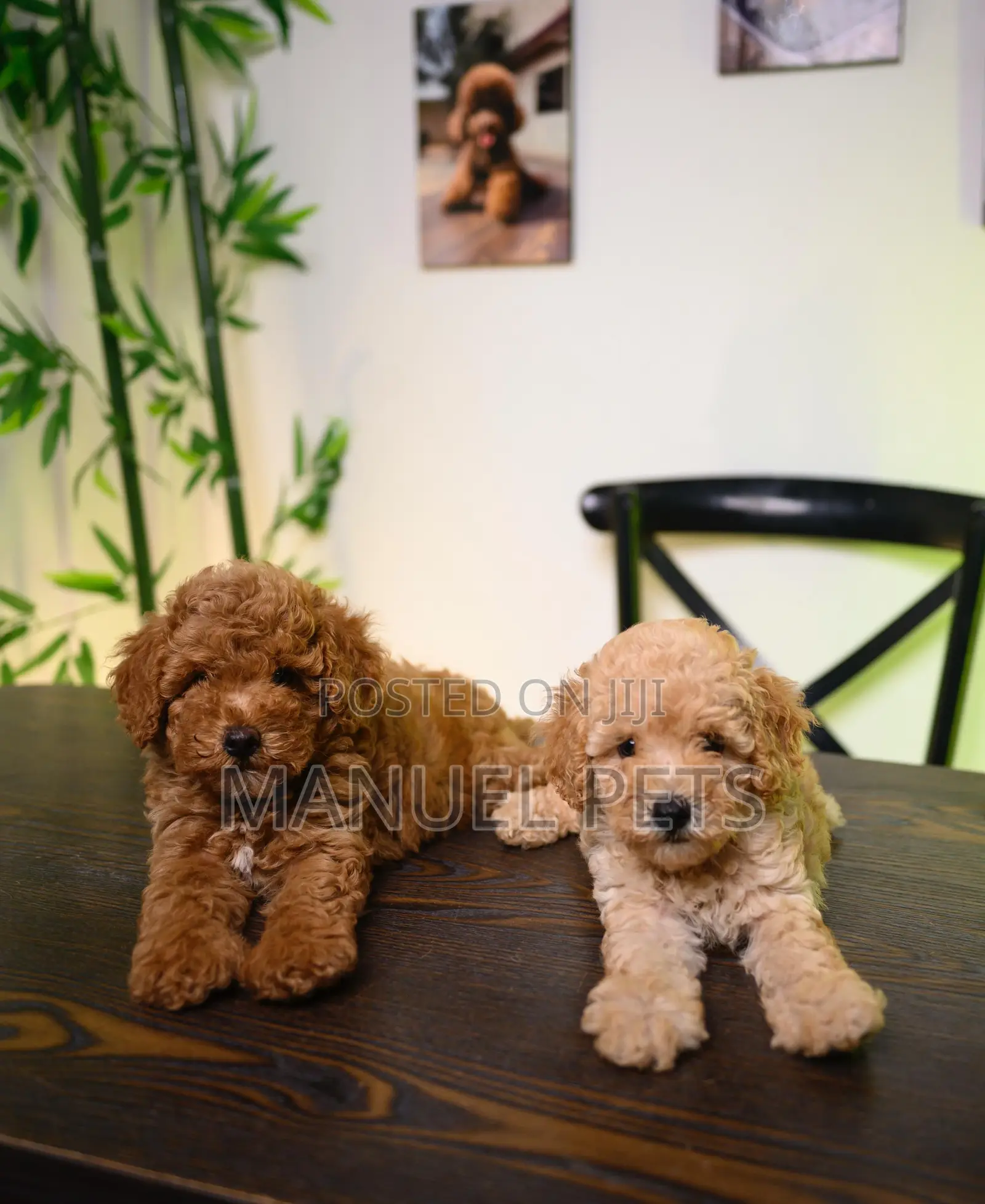 1-3 months Male Purebred Poodle