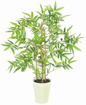 Shrub Bamboo for Sale Ghc70 With Pot