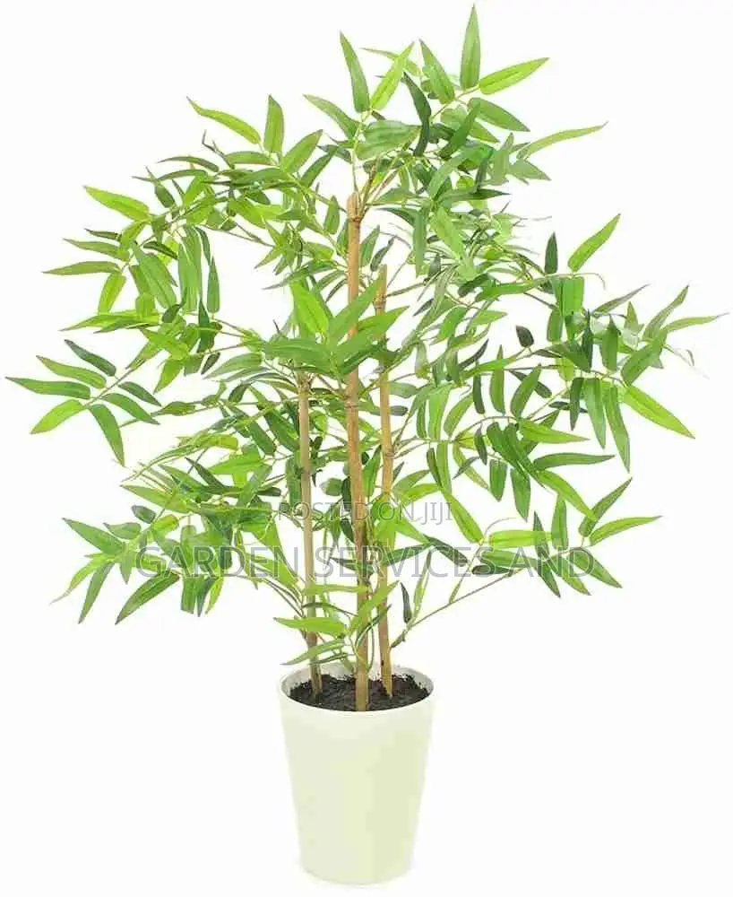 Shrub Bamboo for Sale Ghc70 With Pot
