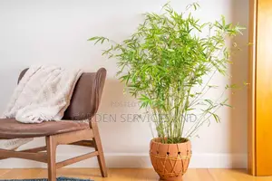 Shrub Bamboo for Sale Ghc70 With Pot