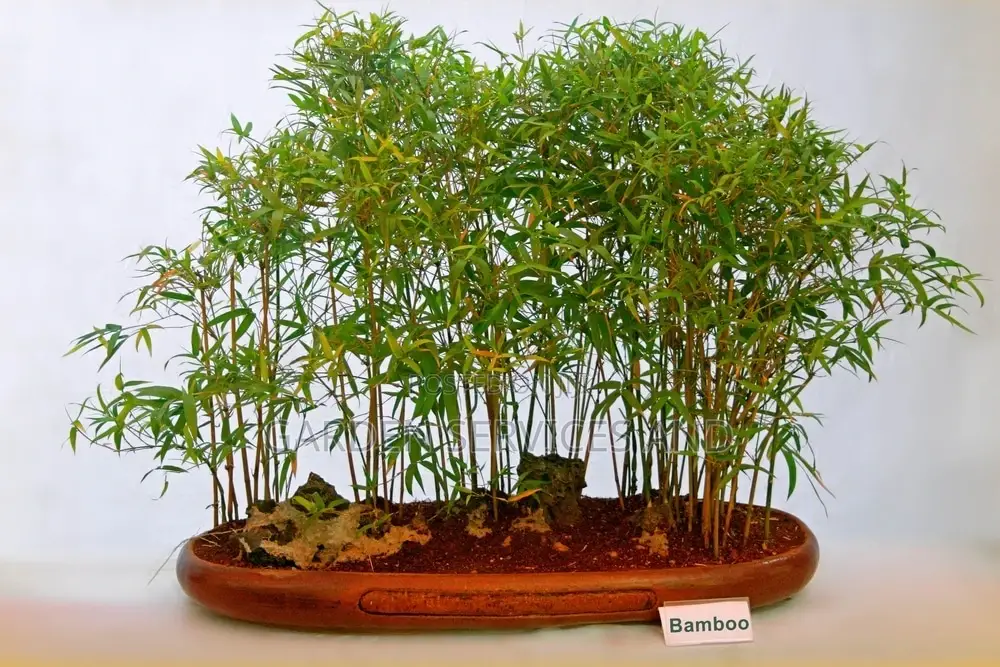 Shrub Bamboo for Sale Ghc70 With Pot