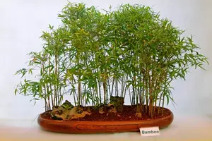Shrub Bamboo for Sale Ghc70 With Pot