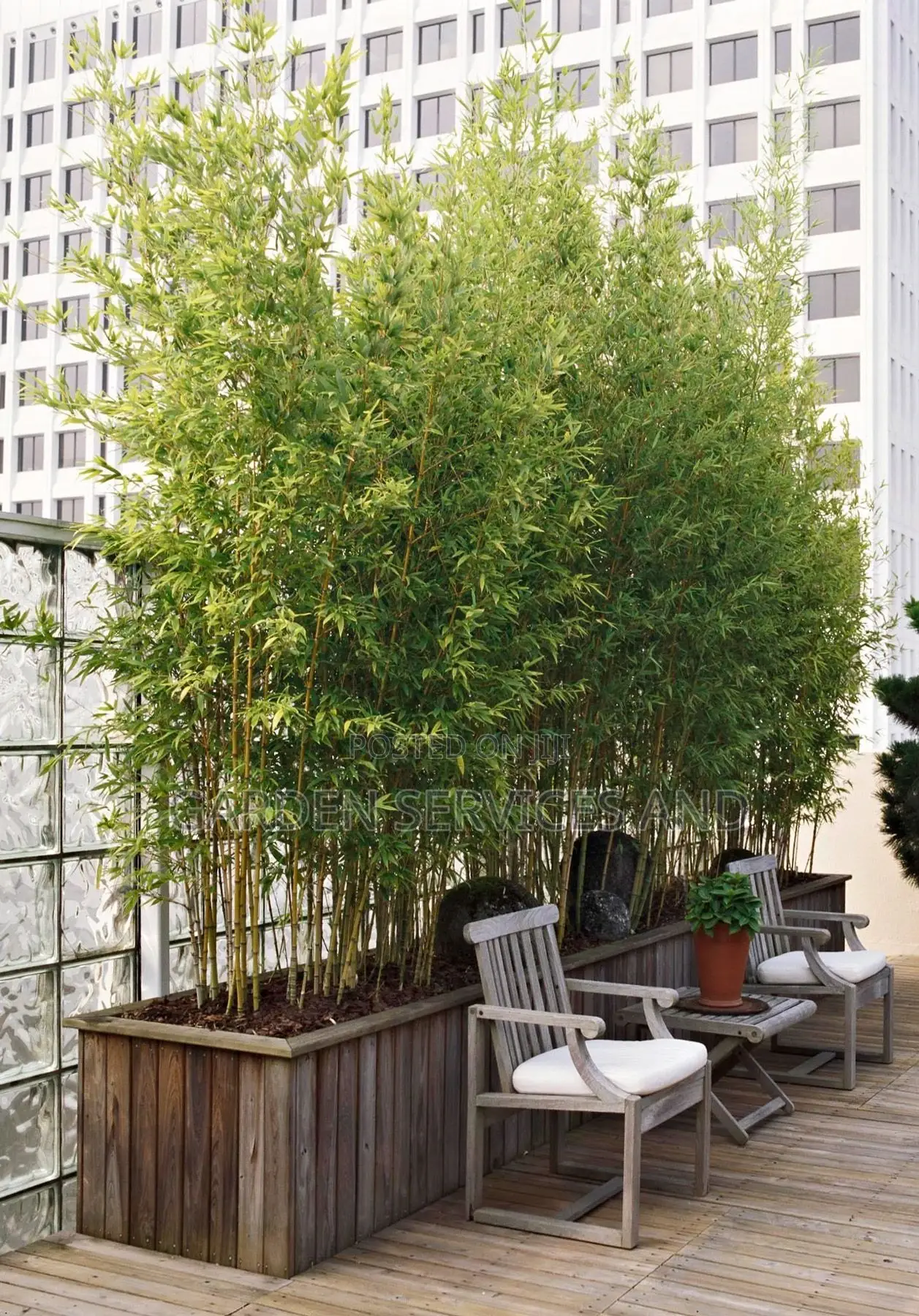 Shrub Bamboo for Sale Ghc70 With Pot