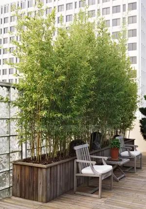 Shrub Bamboo for Sale Ghc70 With Pot
