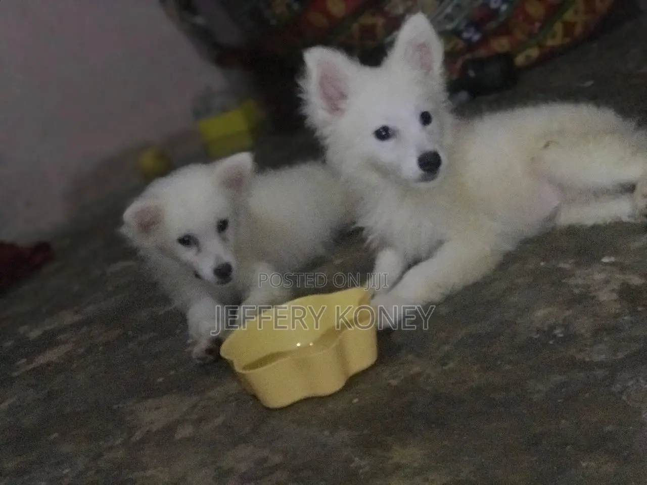 1-3 months Male Purebred American Eskimo