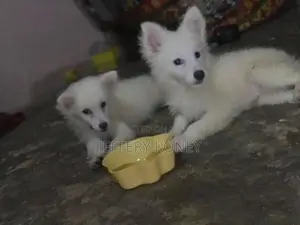 1-3 months Male Purebred American Eskimo