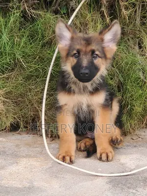 1-3 months Male Purebred German Shepherd