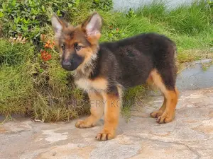 1-3 months Male Purebred German Shepherd