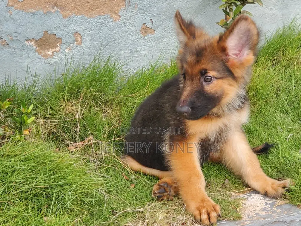 1-3 months Male Purebred German Shepherd
