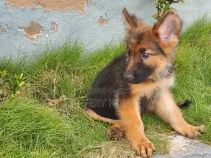 1-3 months Male Purebred German Shepherd