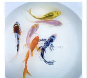 Butterfly Koi’S