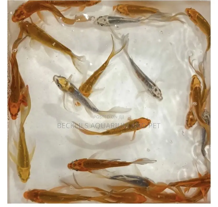 Butterfly Koi’S