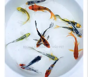 Butterfly Koi’S