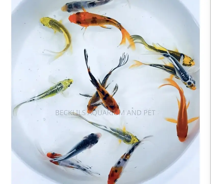 Butterfly Koi’S