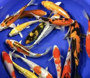 Grade a Koi’S