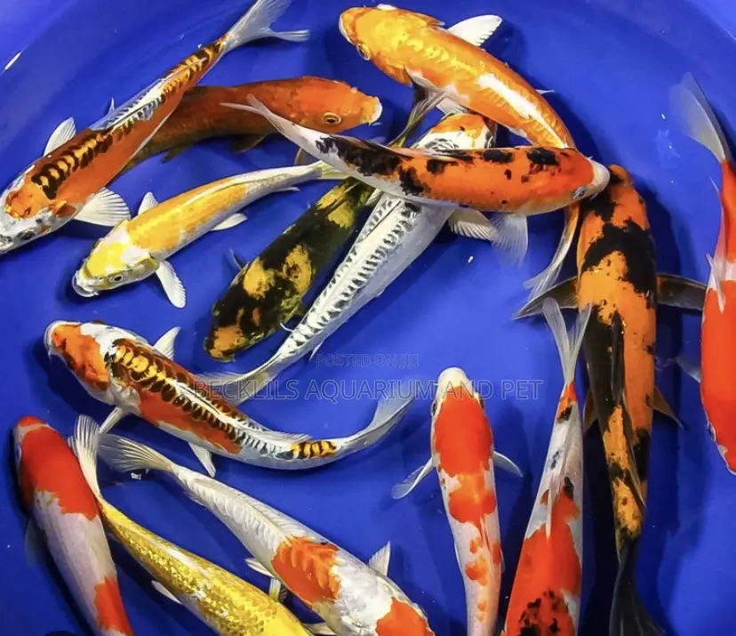 Grade a Koi’S