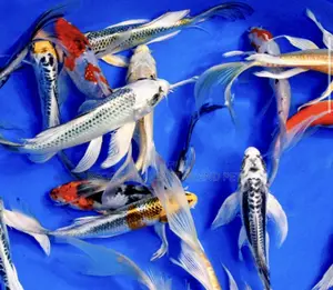 Grade a Koi’S