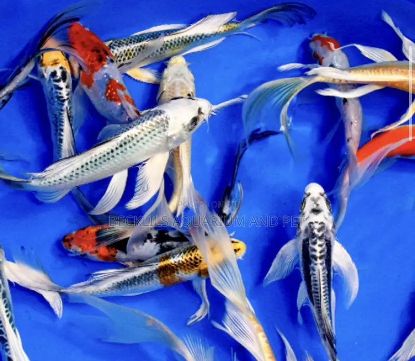 Grade a Koi’S