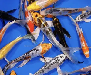 Grade a Koi’S