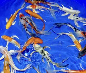 Multi Colored Koi’S