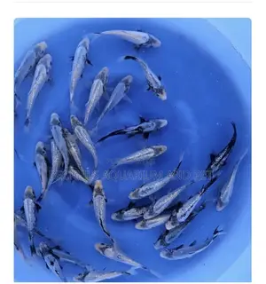 Multi Colored Koi’S