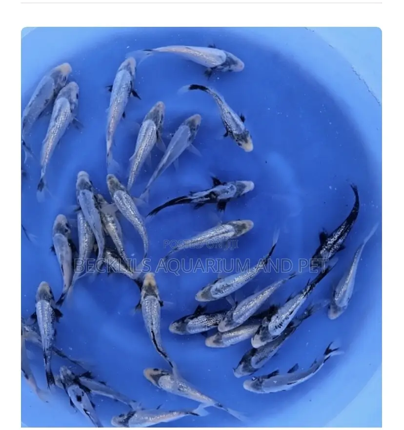Multi Colored Koi’S