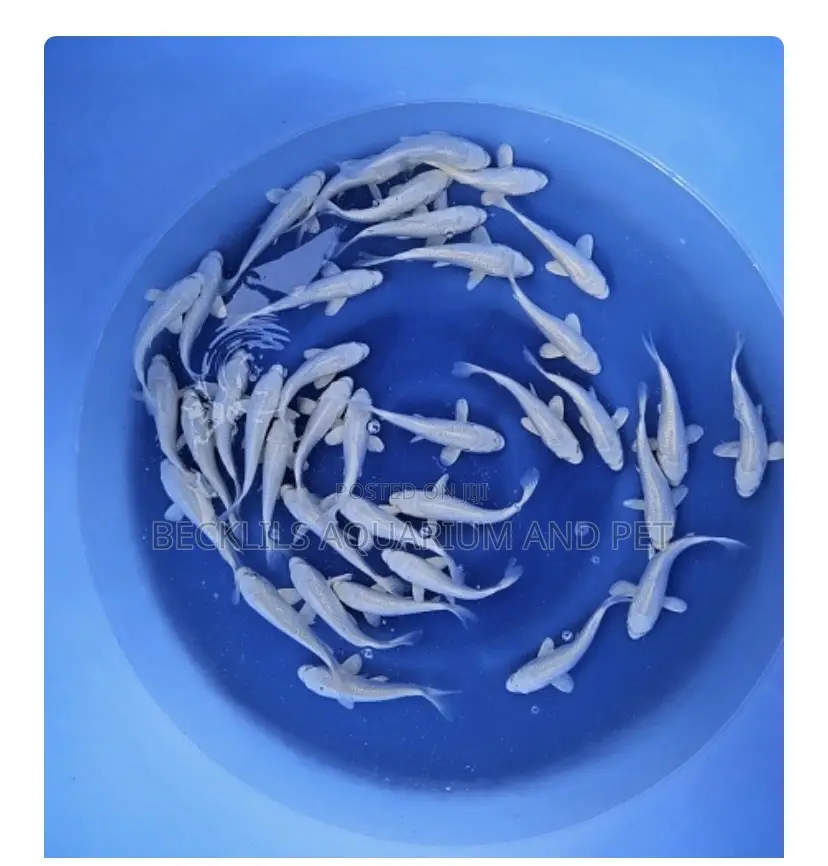 Multi Colored Koi’S