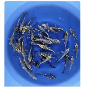 Multi Colored Koi’S