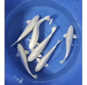 Multi Colored Koi’S